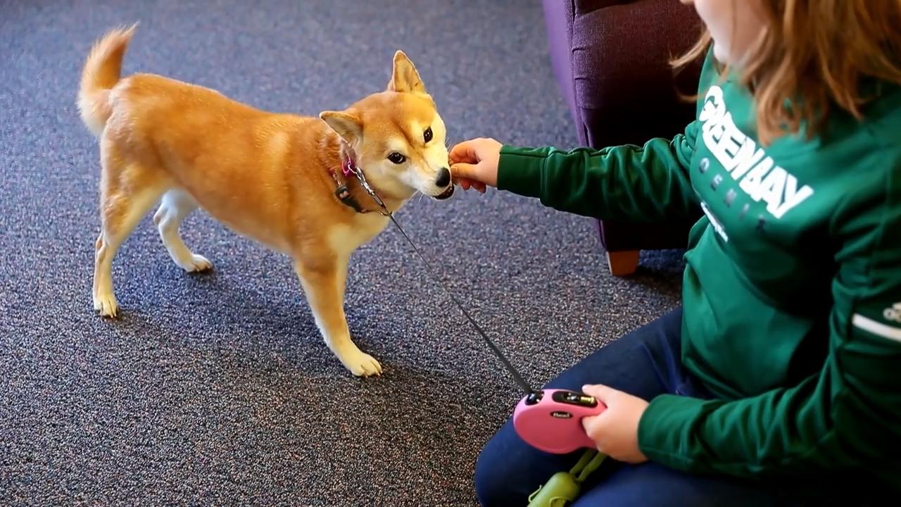 Colleges see growing demand for emotional support animals on campus