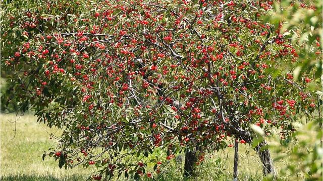 Door County Cherries Don T Miss Fantastic Season For Cherry