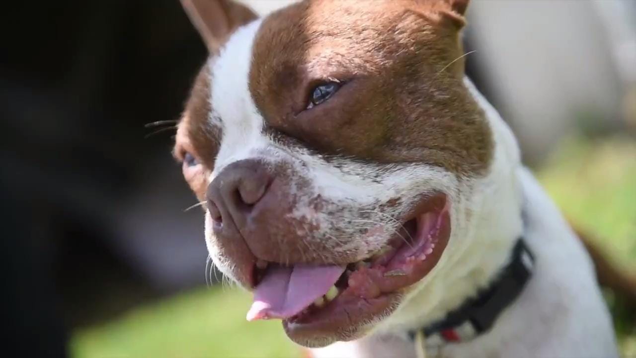 Pa. is tough on animal abuse, but Franklin County has no humane officer Pa. is tough on animal abuse, but Franklin County has no humane officer