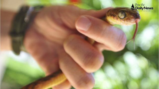 Brown Tree Snakes On Guam Tylenol Laced Mice Used To Combat Them