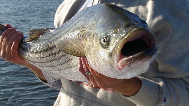 Striped bass have mixed spawning success in Chesapeake Bay, survey finds