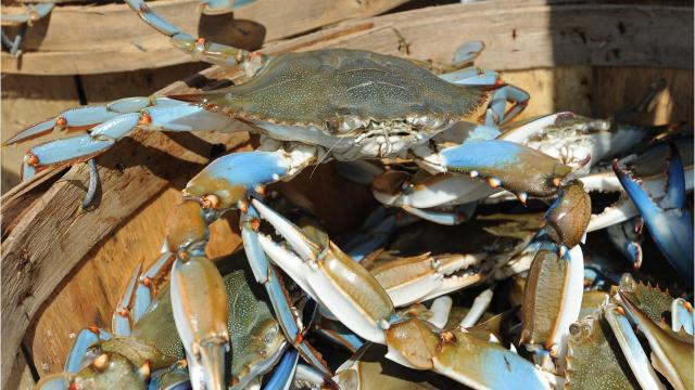 Half bushel of crabs feeds how many