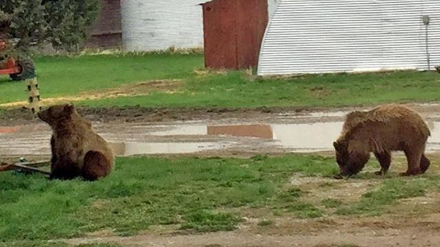 Wolf Dog Dogman Or Some Mysterious Creature Montanans