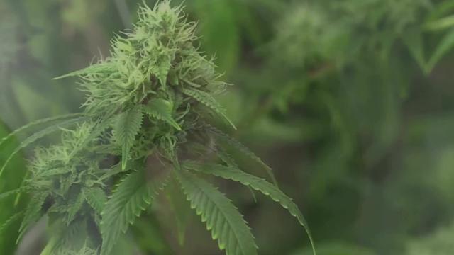 Banned Mj Note Medical marijuana: Barron Collier Cos. eyes land near Immokalee, FL