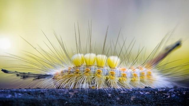 Tussock Moth Caterpillars Are Crawling Around South Texas