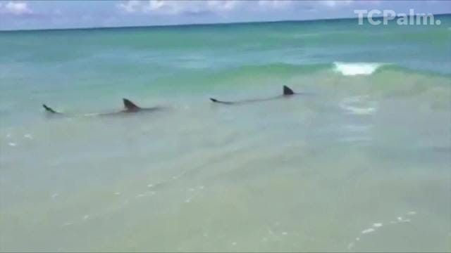 Sharks in Vero Beach, Florida: Everything You Need to Know