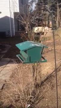 squirrel play wooden first kitchen