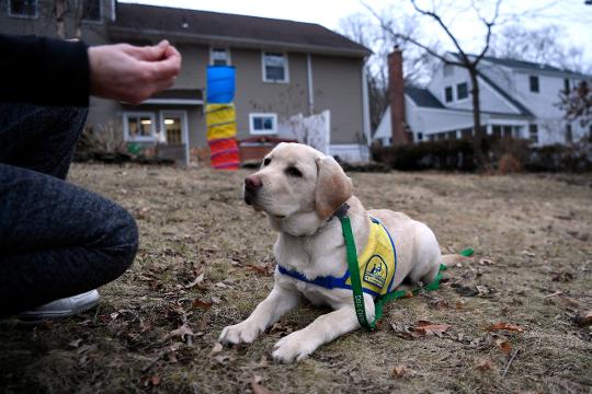 what commands do guide dogs need to know