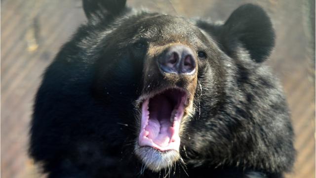 New Jersey suburb gets visit from black bear