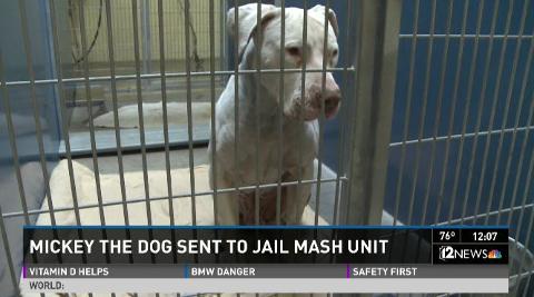 Pit bull that mauled Phoenix boy to live in sheriff's shelter Pit bull that mauled Phoenix boy to live in sheriff's shelter