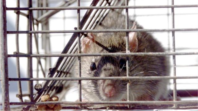 Where Do Roof Rats Live During the Day? - Facility Pest Control