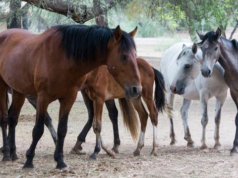 Kill wild horses? Federal advisory committee says too many on range and ...