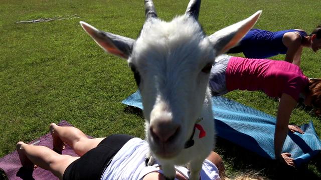 goat yoga near me