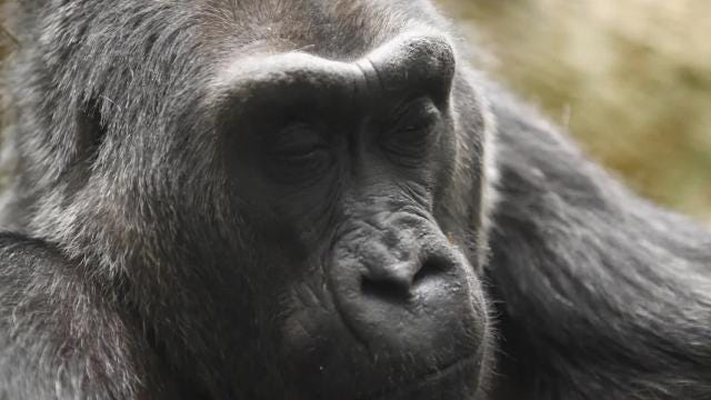 Colo, first gorilla born in a zoo, has died at age 60