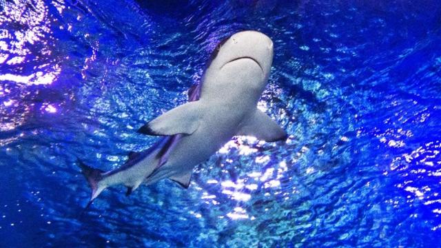 Take a peek into these metro Phoenix aquariums before you go