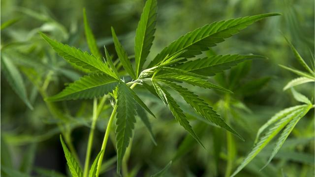 Arizona could be new testing ground for growing, producing ...