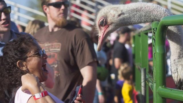 Chandler Chamber Ostrich Festival - CLEAR BAGS ONLY!👜 To provide