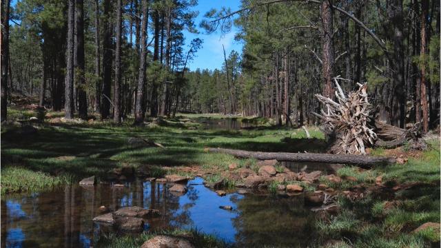 Reasons to visit Pinetop-Lakeside