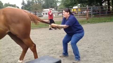 horse gets anally fucked bestiality porn