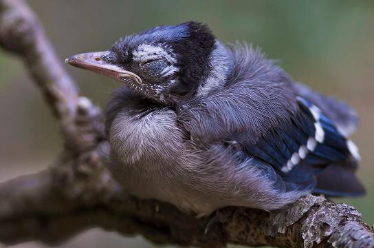 Just Go Outside Baby Blue Jays Spread Their Wings Mother Feeds Them