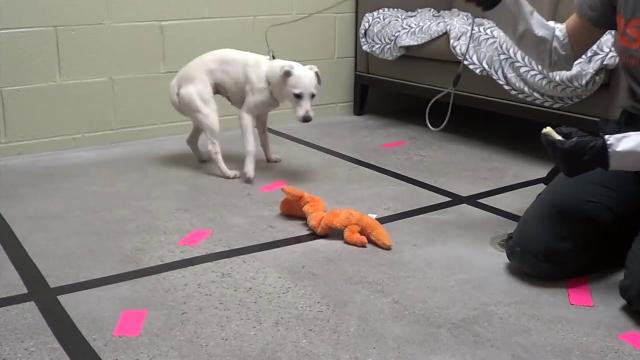 Aspca Rehab Prepares Last Group Of Graduates For Adoption Aspca Rehab Prepares Last Group Of Graduates For Adoption