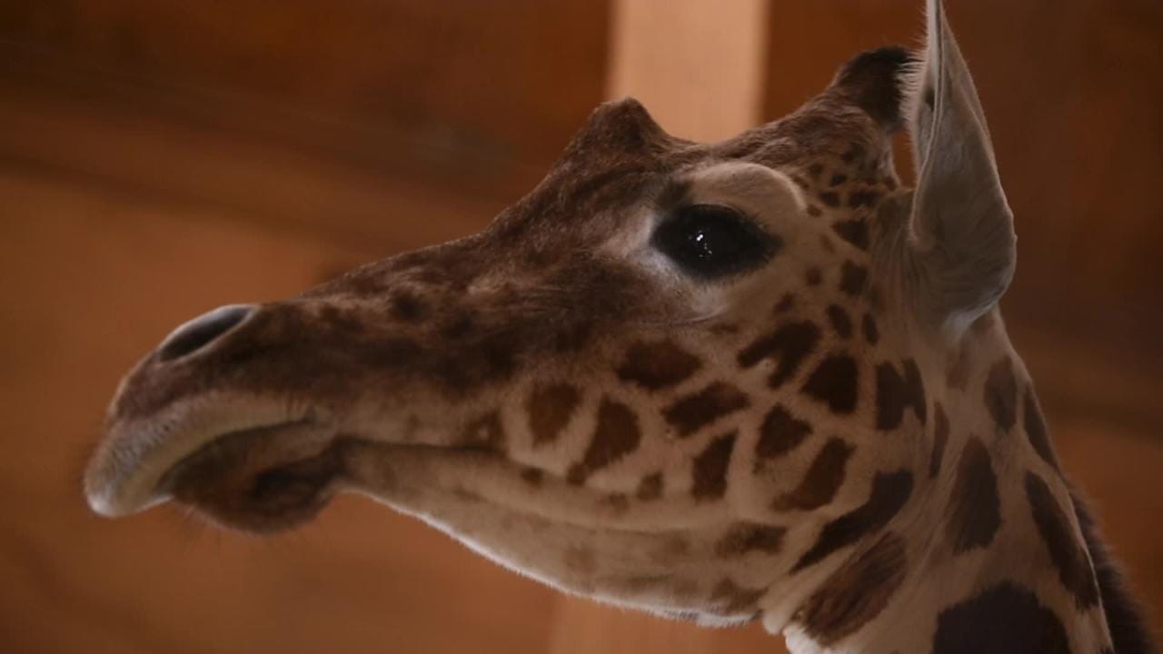 IT'S A BOY! 'Perfect delivery' for April the Giraffe at Animal ...