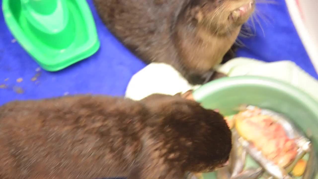 Baby Otters At The Florida Wildlife Hospital Sanctuary - 