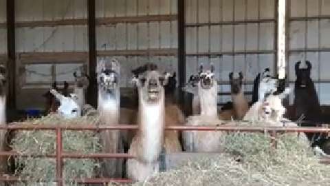 Llama shearing at Woods Edge Farm