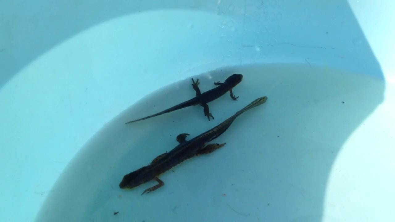 Image result for catching newts