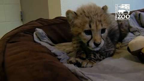 Video: Zoo's cheetah cubs meet