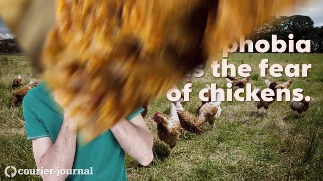 6 Things To Know About Chicken