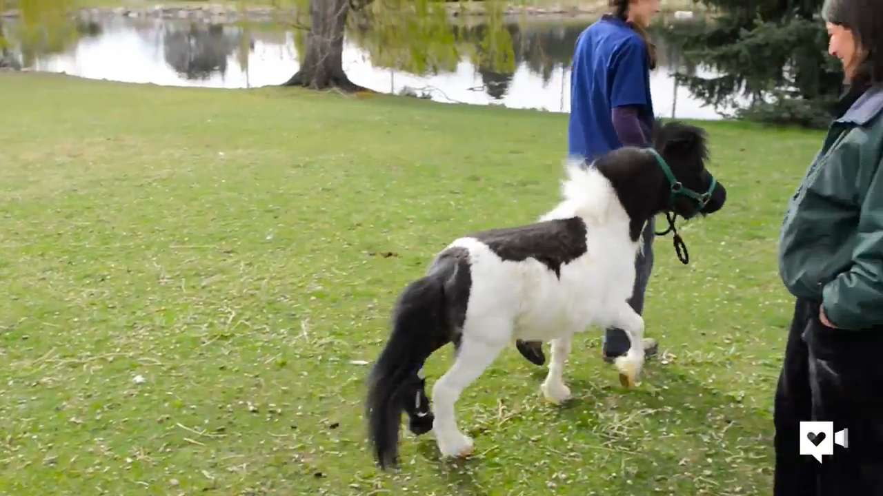 Mini Colt Mini horse gets his groove back with special hoof from CSU