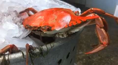 Where can I catch blue crabs in Florida and do I need a license?