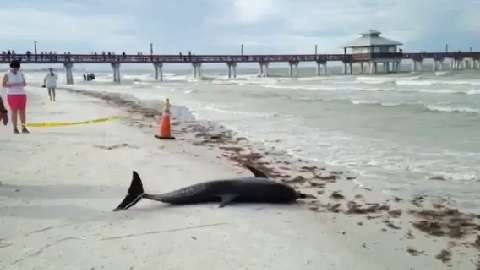 Two dolphins beached, die at Fort Myers Beach