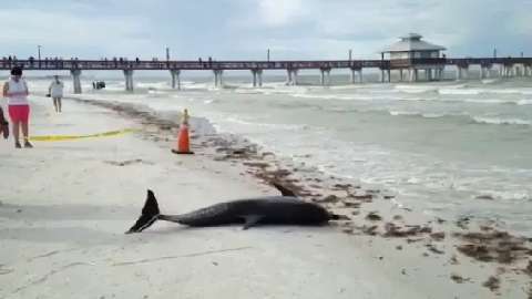 Two dolphins beached, die at Fort Myers Beach Two dolphins beached, die at Fort Myers Beach