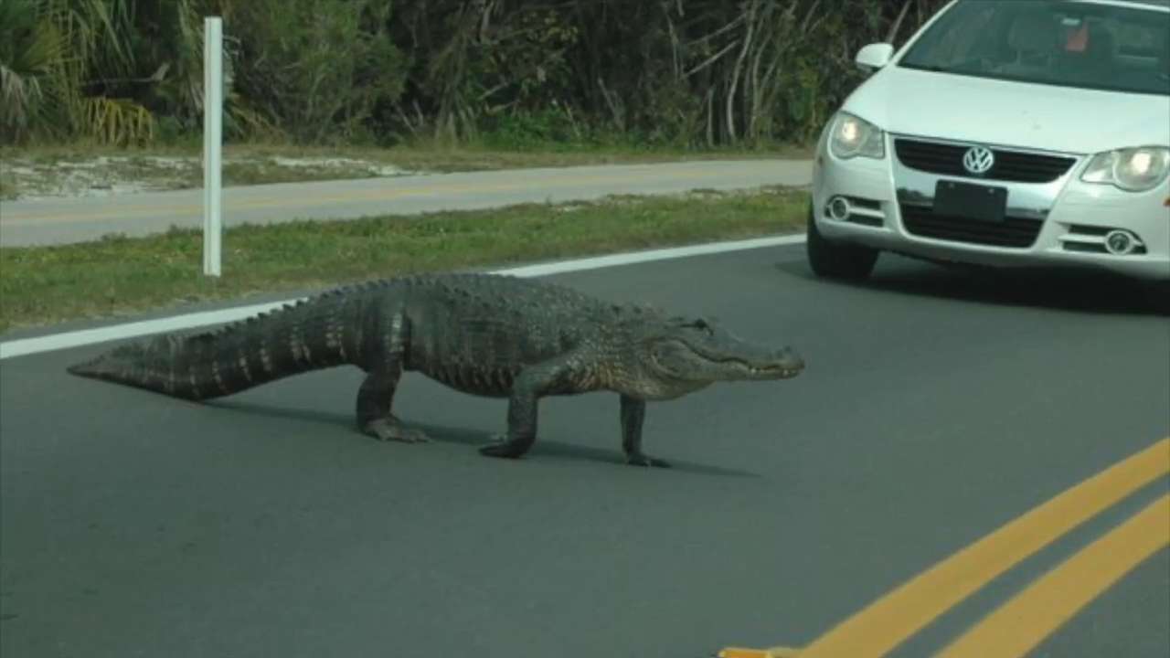 Alligator Block Only in Florida: Alligator blocks traffic on Sanibel