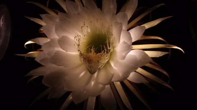 Watch: Flower blooms one night a year, dies by morning