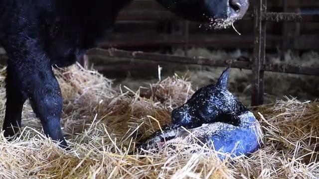 Infrared Cameras In Montana Calving Barns Tired Ranchers Go High Tech