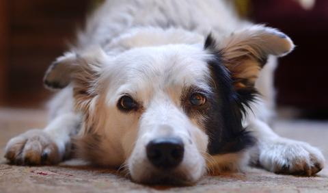 Border collie hotsell knows 1000 toys