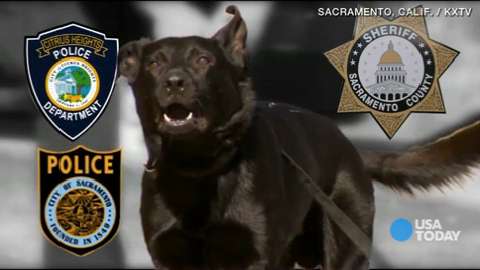Police sued for siccing dogs on surrendering suspects