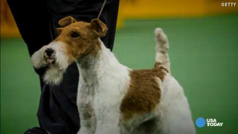 Wire fox terrier hotsell best in show