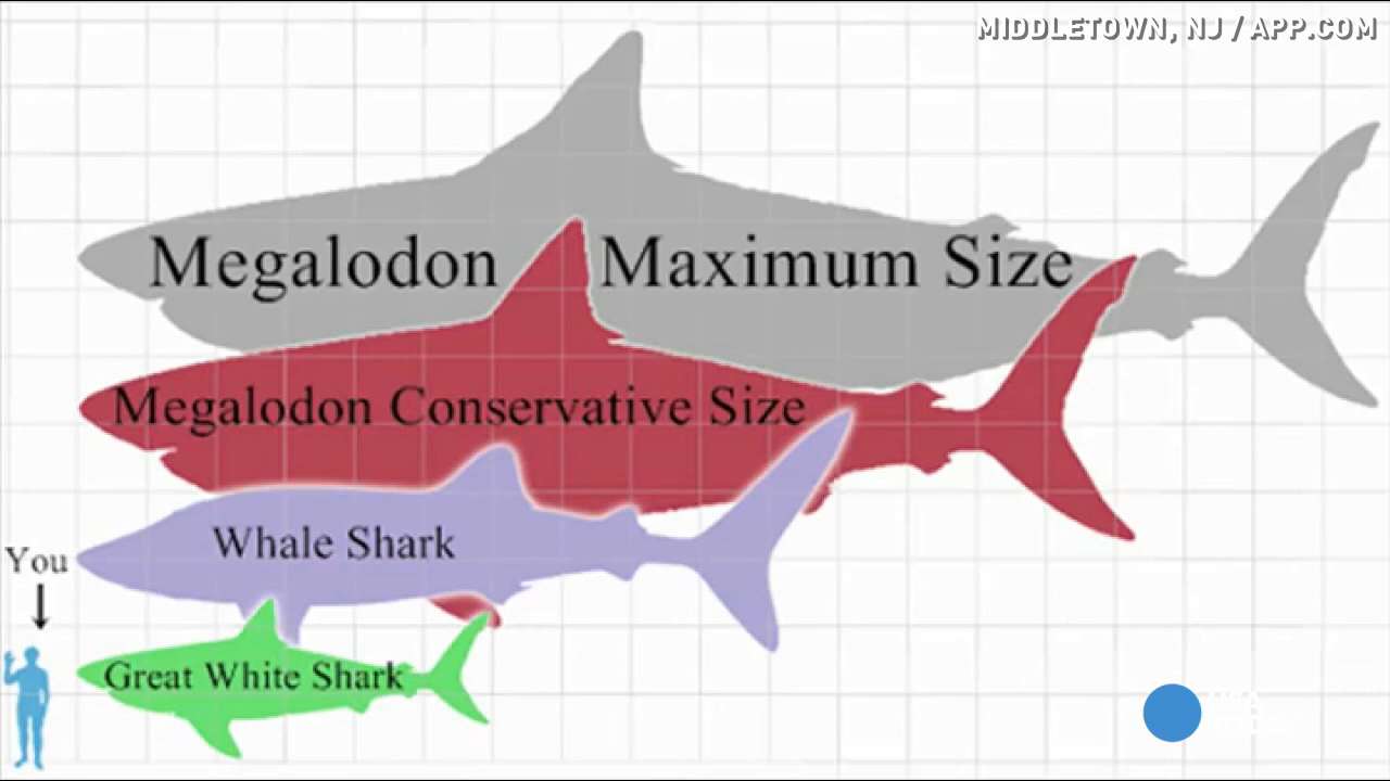 Image result for 60 foot shark