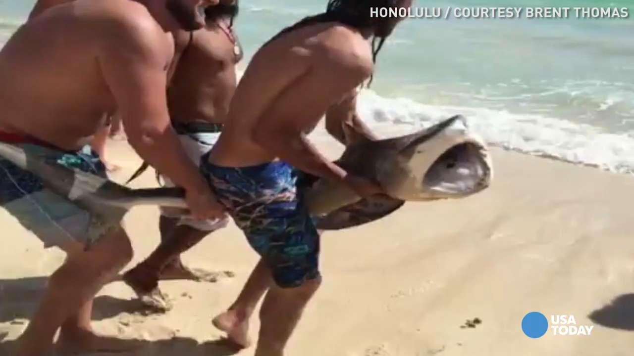Shark tangled in fishing line saved by beachgoers