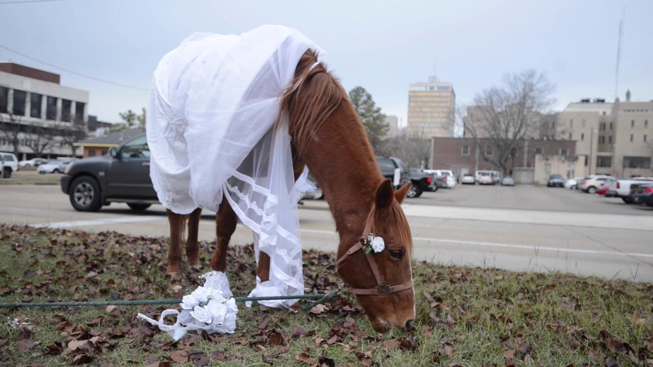 Gay marriage protester trying to make horse sense