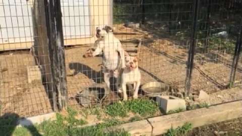 Meijer dog clearance cages