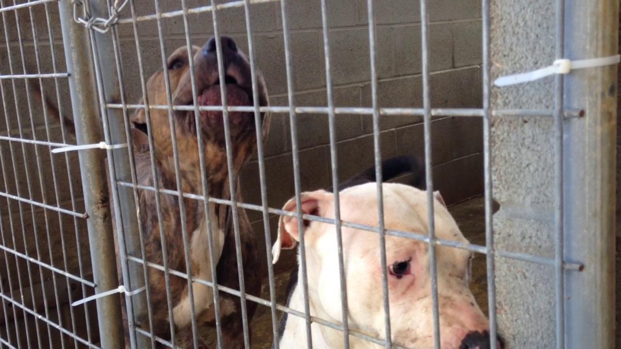 Ouachita Animal Shelter hopes for new facility