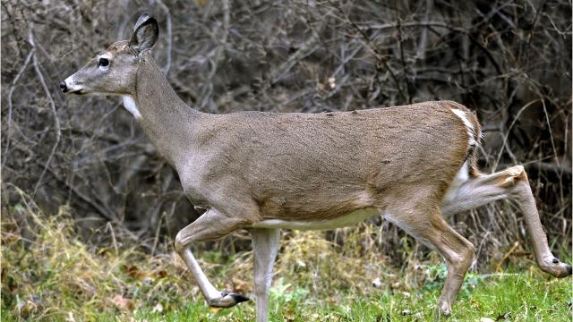 michigan deer