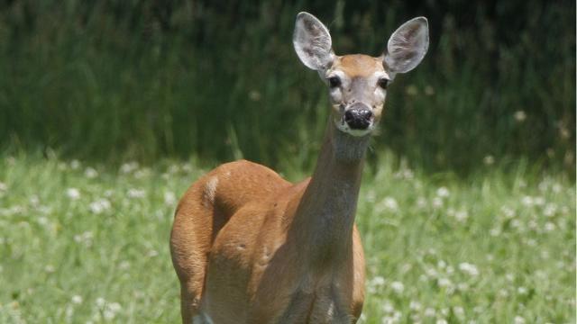 Alabama aims to stop spread of fatal deer disease after second