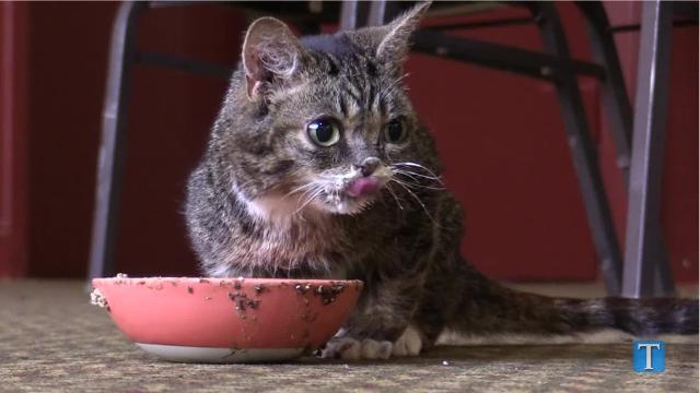 Lil Bub a very small cat with a very big mission