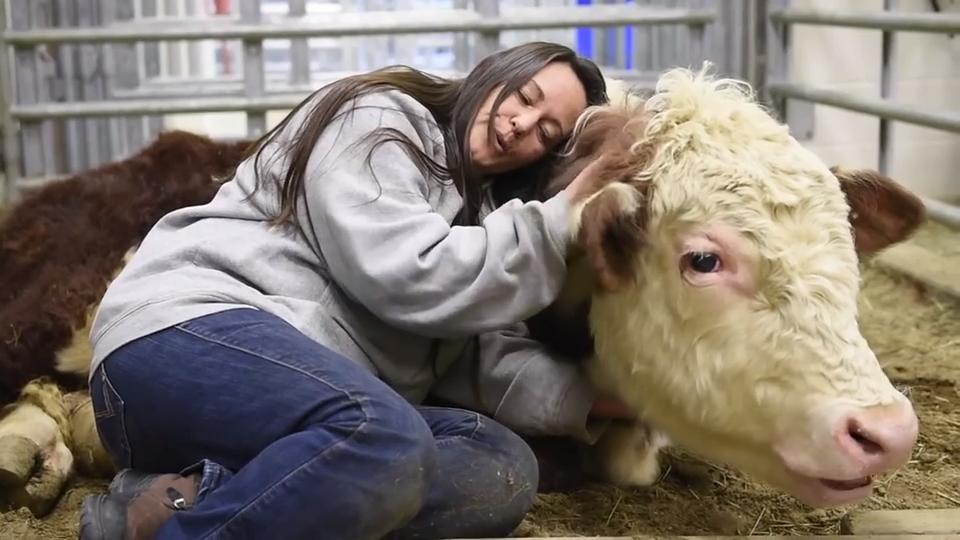 Dudley Steer With Prosthetic Foot And Mascot Of Gentle Barn In